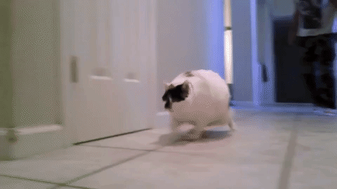 kedilihayatguzeldir5.gif