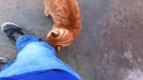 kedilihayatguzeldir11.gif