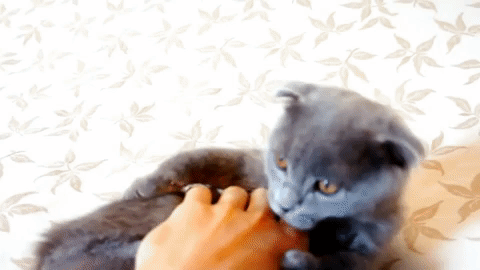 kedilihayatguzeldir7.gif