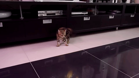 kedilihayatguzeldir9.gif