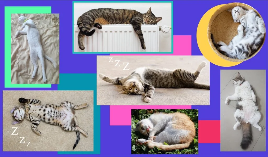 kedilihayatguzeldir8.jpeg