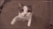 IMG_7345.gif